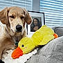 dog, golden_retriever, plush_toy, yellow_duck, blanket, couch, indoor, window_blinds, framed_painting, mona_lisa, soft_lighting, relaxed, pet, toy, home_interior, furniture, animal, cozy, resting, decor