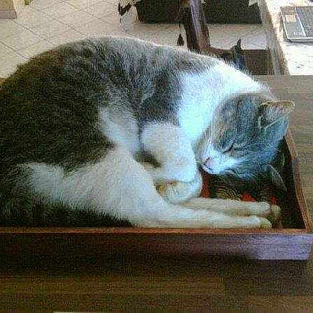 Eclair