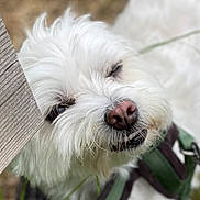 Nacio participe au concours pour gagner de l'argent avec cette photo : animal, canine, close_up, cute, dog, eye, face, fluffy, fur, grass, happy, leash, nature, outdoor, pet, playful, smiling, snout, white_dog, wooden_fence
