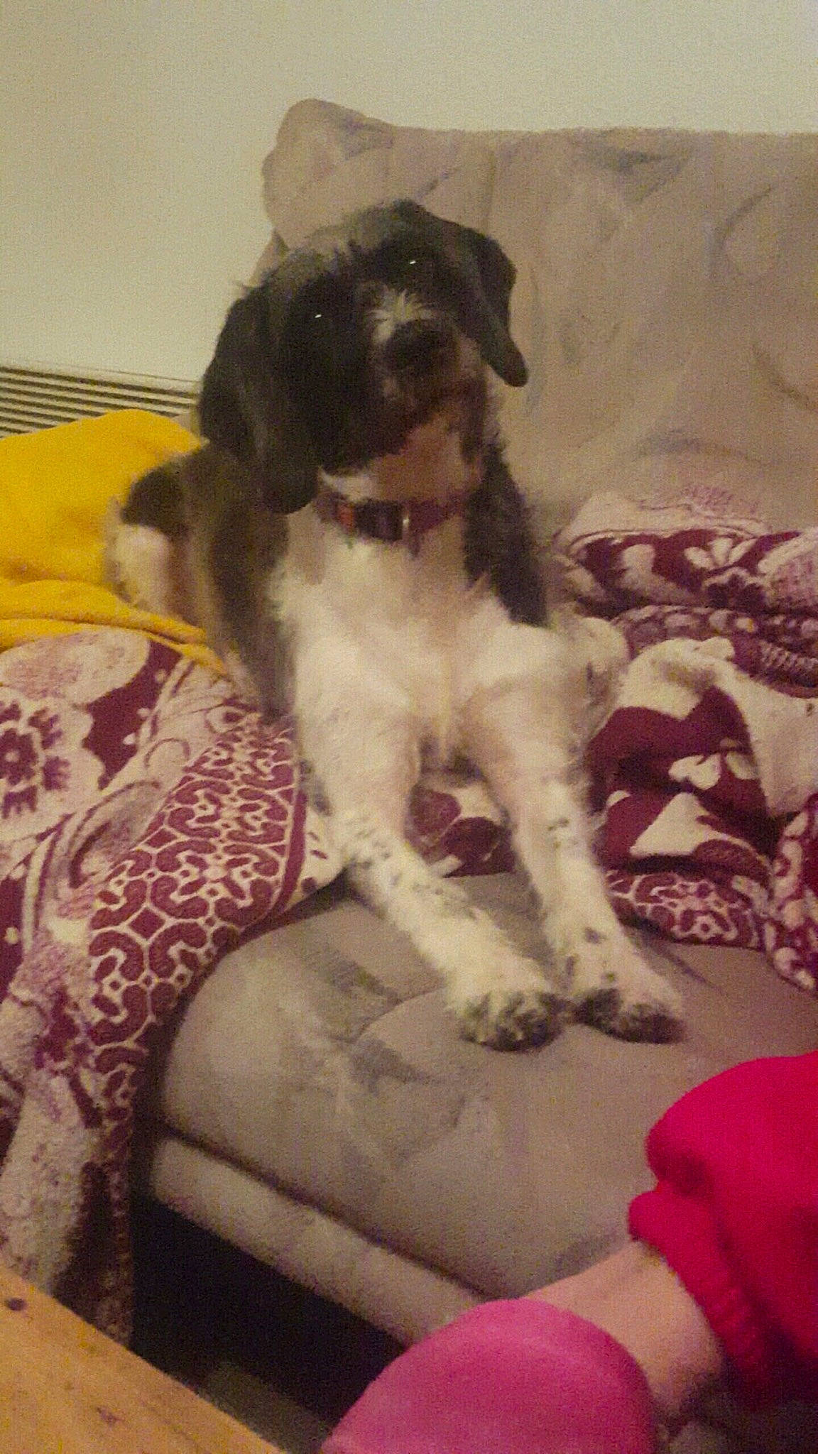 Tina a rejoint le concours — aidez-le/la à gagner de superbes lots ! canidae, carnivore, cavapoo, companion_dog, dog, dog_breed, fox_terrier, mammal, puppy, schnoodle, sporting_group, vertebrate