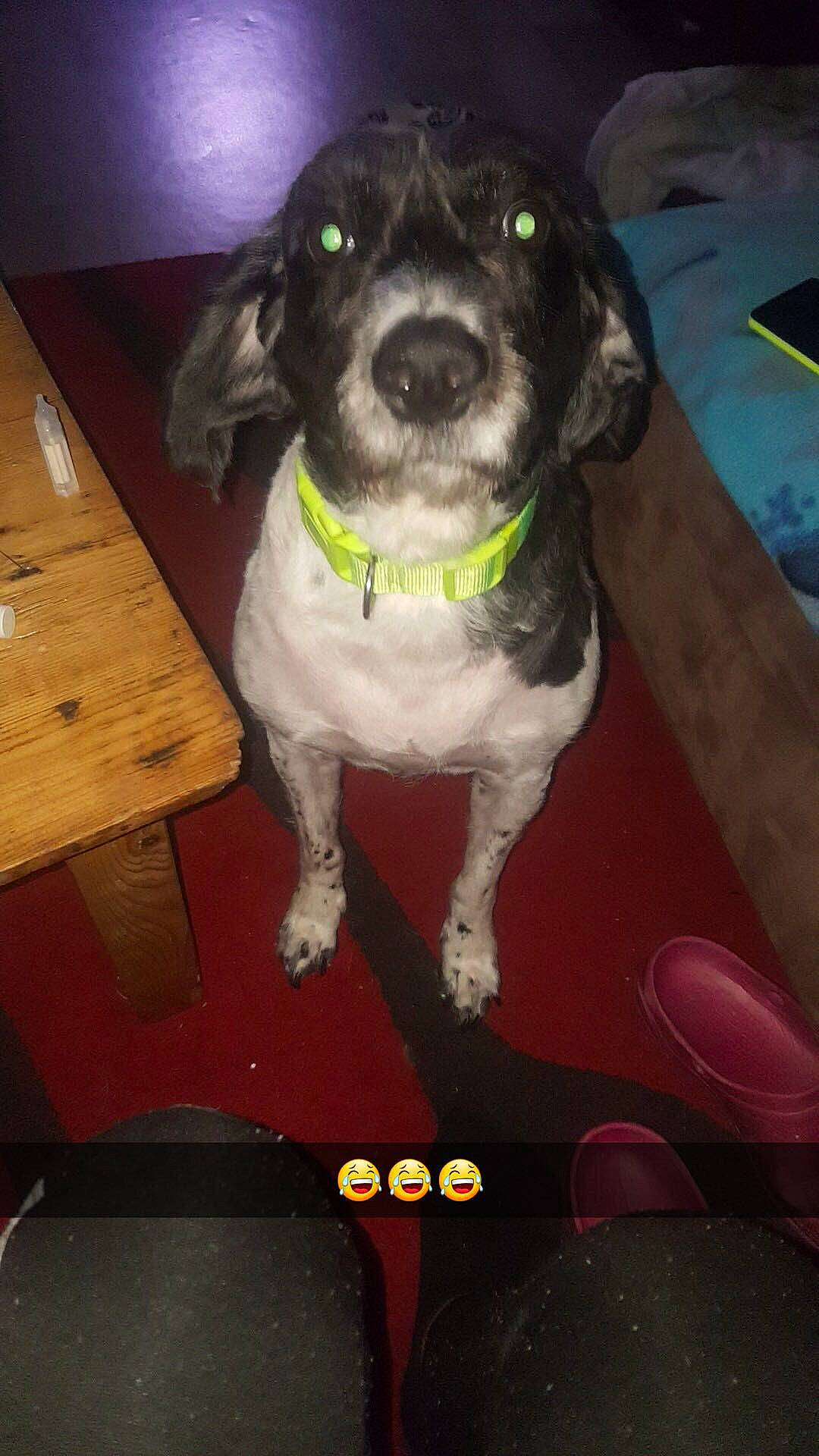 Tina participe au concours pour gagner de l'argent avec cette photo : beagador, canidae, carnivore, dog, dog_breed, german_shorthaired_pointer, mammal, pointer, puppy, rare_breed_dog, small_munsterlander, sporting_group, vertebrate