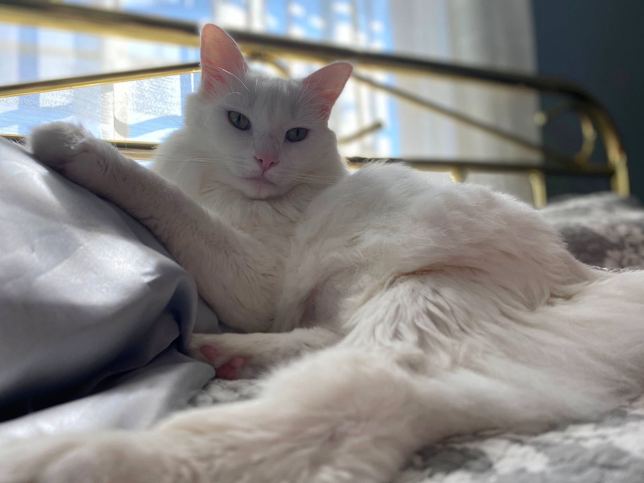 Milo is registered to the contest to win money with this photo: carnivore, cat, claw, comfort, domestic_short_haired_cat, eye, felidae, fur, paw, small_to_medium_sized_cats, snout, tail, whiskers