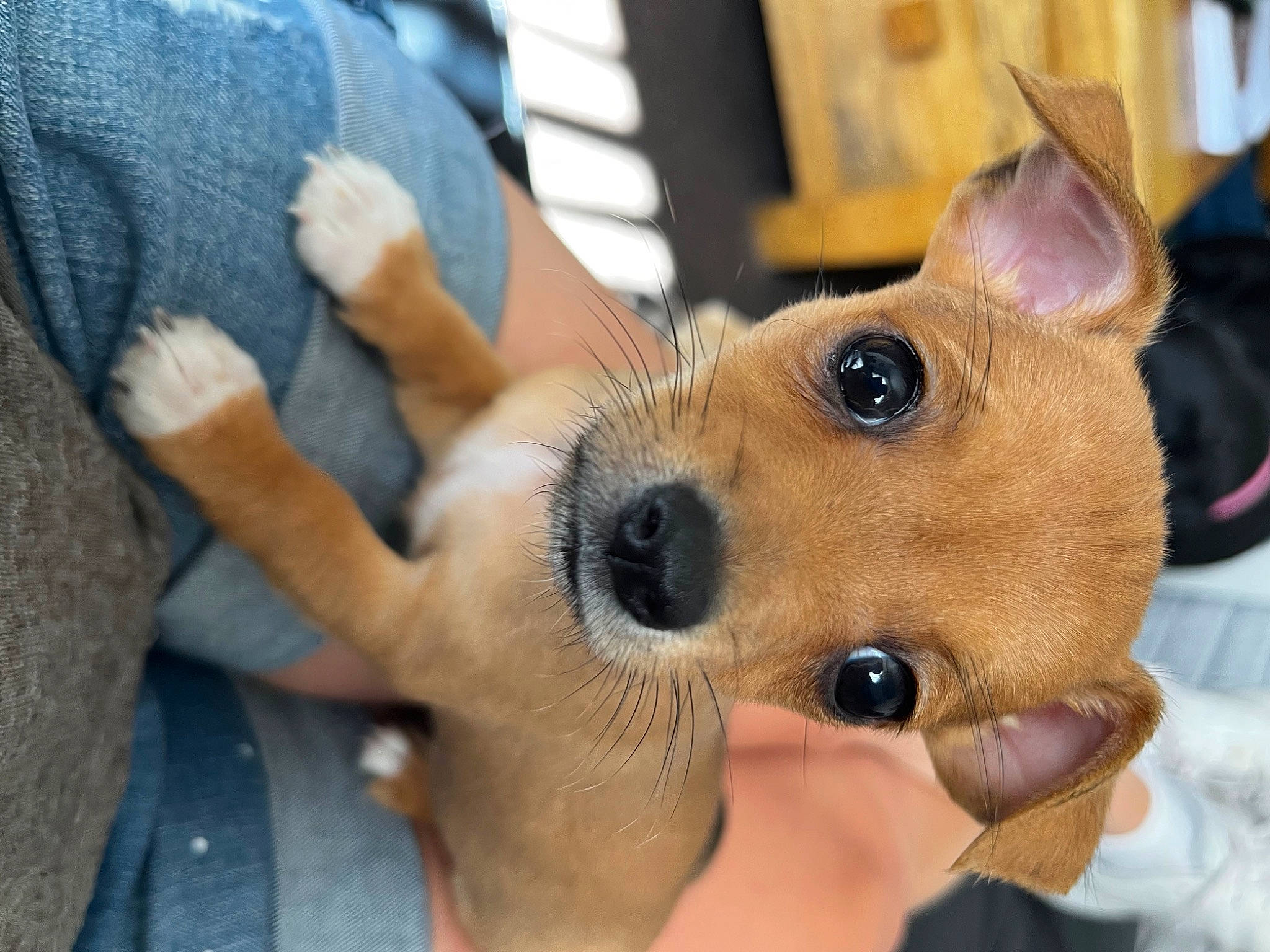 Dougie is registered to the contest to win money with this photo: canidae, carnivore, collar, companion_dog, dog, dog_breed, ear, eyelash, fawn, finger, fur, nail, pomeranian, selfie, snout, spitz, sporting_group, stuffed_toy, whiskers, working_animal