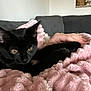 black_cat, cat, pet, blanket, pink_blanket, cozy, indoor, couch, gray_couch, hand, furniture, relaxation, fur, animal, domestic_animal, portrait, comfort, resting, curious, closeup