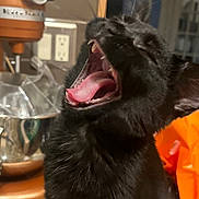 Mila is registered to the contest to win money with this photo: black_cat, cat, yawning, pet, animal, kitchen, mixer, countertop, orange_bag, fur, tongue, teeth, close_up, domestic_cat, indoor, mouth_open, cute, feline, whiskers, household