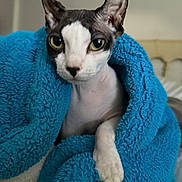 Zeena is registered to the contest to win money with this photo: animal, blanket, blue_blanket, cat, close_up, cozy, curious, cute, furless, green_eyes, indoor, paw, pet, portrait, relaxed, resting, snug, soft_texture, sphynx_cat, whiskers