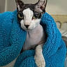 animal, blanket, blue_blanket, cat, close_up, cozy, curious, cute, furless, green_eyes, indoor, paw, pet, portrait, relaxed, resting, snug, soft_texture, sphynx_cat, whiskers