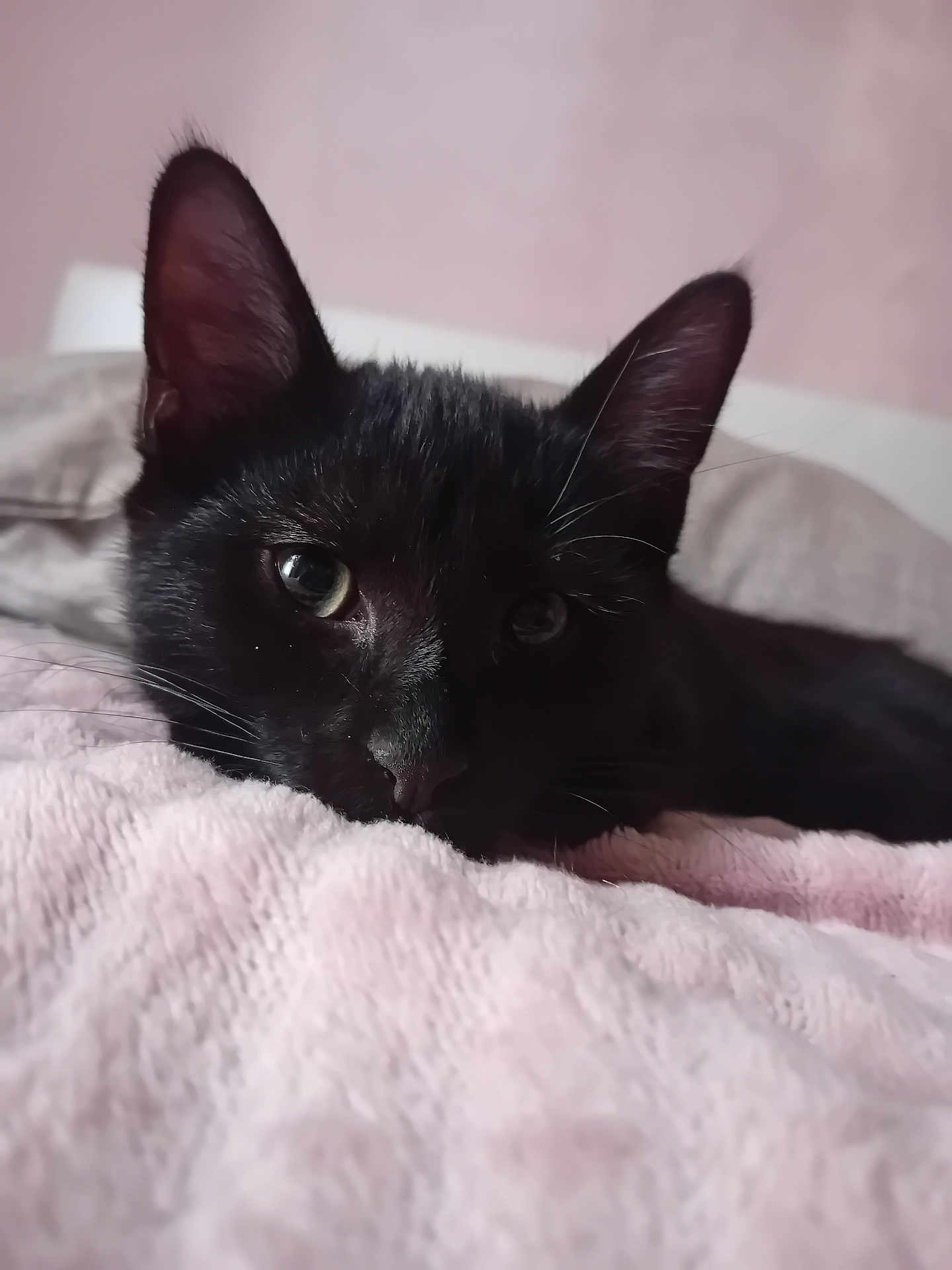 Mia participe au concours pour gagner de l'argent avec cette photo : black_cat, cat, pet, animal, indoor, blanket, soft_texture, close_up, fur, whiskers, ears, relaxed, resting, cute, cozy, bed, pink, sleepy, feline, domestic_cat
