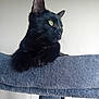 Mia a rejoint le concours — aidez-le/la à gagner de superbes lots ! cat, black_cat, pet, feline, cat_tree, indoor, animal, whiskers, green_eyes, soft_texture, paws, relaxed, looking_away, cozy, household, domestic_animal, fur, cute, resting, playful