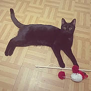 Mia participe au concours pour gagner de l'argent avec cette photo : cat, black_cat, pet, animal, floor, wooden_floor, toy, playful, indoor, curious, laying, paw, wide_eyes, parquet, domestic_animal, cute, feline, pet_toy, relaxed, mammal