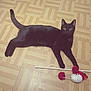 cat, black_cat, pet, animal, floor, wooden_floor, toy, playful, indoor, curious, laying, paw, wide_eyes, parquet, domestic_animal, cute, feline, pet_toy, relaxed, mammal