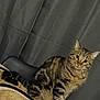 alert, animal, background_curtain, cat, curious, cute, domestic, ears, feline, furniture, indoor, mammal, pet, placemat, striped, tabby, tail, whiskers, wooden_surface, woven