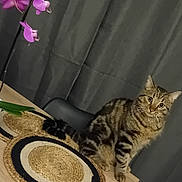 Tigrou a rejoint le concours — aidez-le/la à gagner de superbes lots ! cat, tabby_cat, table, placemat, orchid, flower, plant, indoor, curtains, wood, furniture, pet, animal, sitting, striped, closeup, domestic_cat, curious, mammal, houseplant