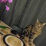 Tigrou a rejoint le concours — aidez-le/la à gagner de superbes lots ! animal, cat, closeup, curious, curtains, domestic_cat, flower, furniture, houseplant, indoor, mammal, orchid, pet, placemat, plant, sitting, striped, tabby_cat, table, wood
