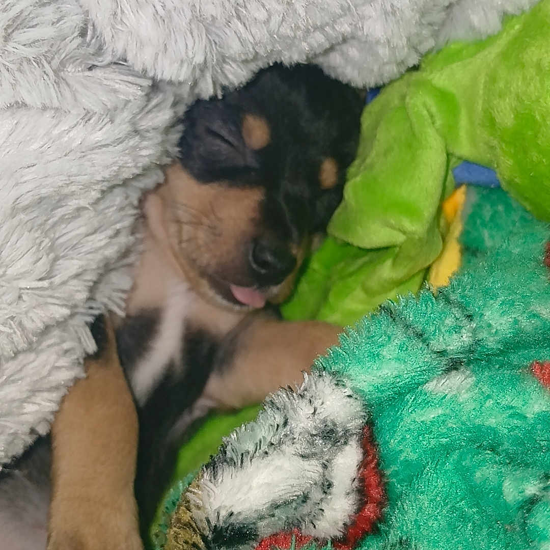 Mallo a rejoint le concours — aidez-le/la à gagner de superbes lots ! adorable, animal, blanket, colorful, comfort, cozy, cute, fur, indoors, paw, pet, puppy, relaxed, resting, sleeping, snuggled, soft, tongue, warm, young