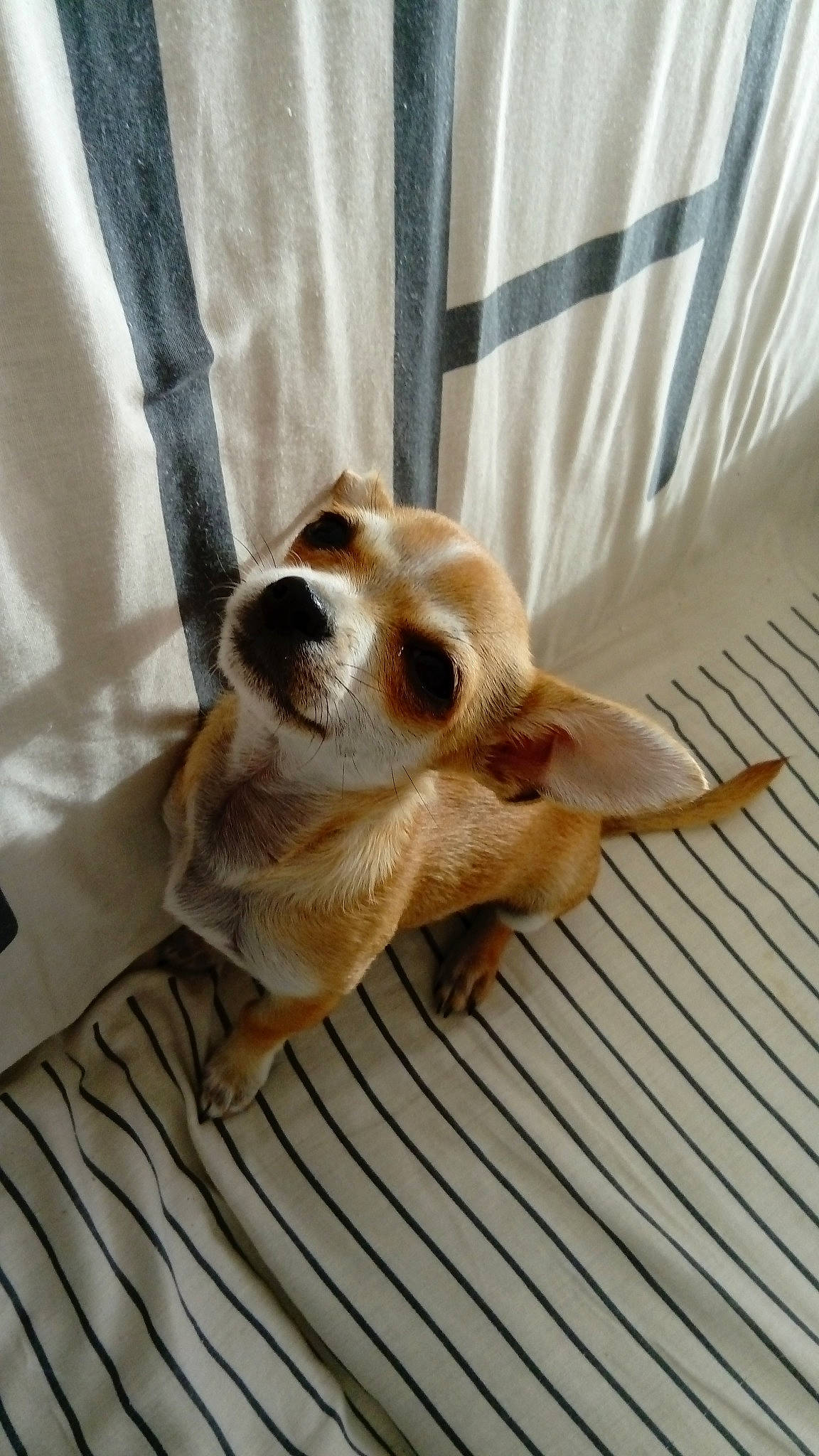 Dulcé a rejoint le concours — aidez-le/la à gagner de superbes lots ! canidae, carnivore, comfort, companion_dog, dog, dog_breed, dog_supply, fawn, flooring, foot, fur, hardwood, paw, snout, sporting_group, tail, terrestrial_animal, whiskers, window, wood