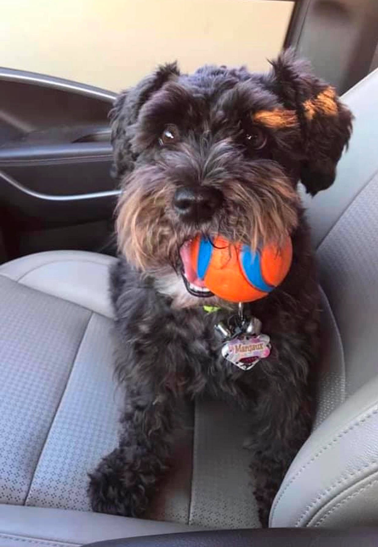 Margeaux joined the competition — help win amazing prizes! canidae, carnivore, collar, comfort, companion_dog, dog, dog_breed, dog_collar, dog_supply, fur, liver, maltepoo, small_terrier, snout, sporting_group, terrier, toy_dog, vehicle, water_dog, working_animal