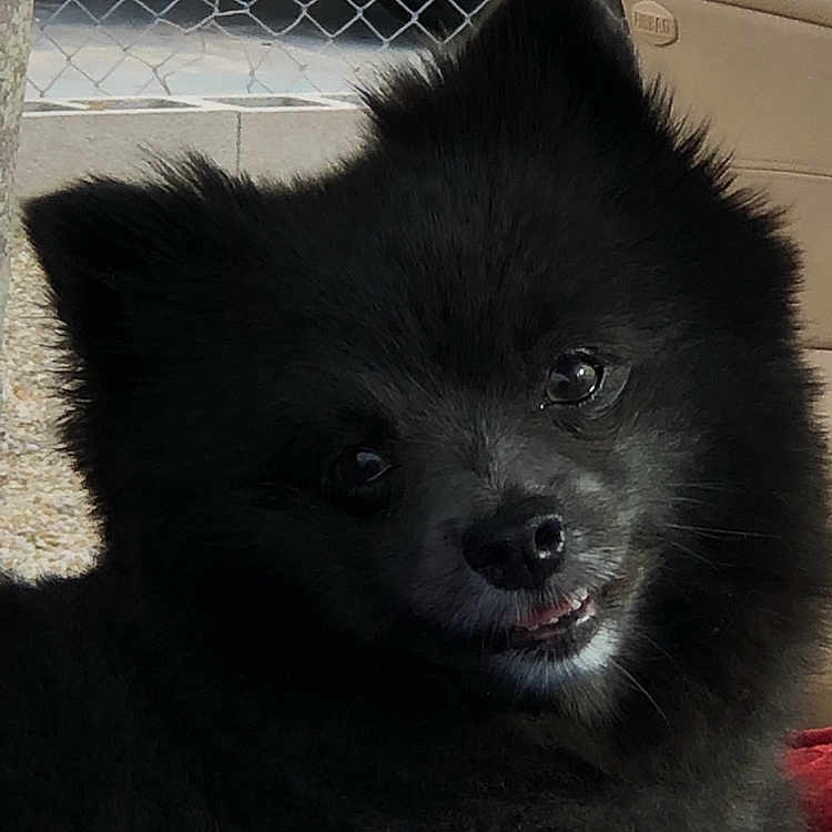 Macy is registered to the contest to win money with this photo: ancient_dog_breeds, canidae, carnivore, companion_dog, dog, dog_breed, fence, fur, mesh, monochrome_photography, non_sporting_group, pet_supply, snout, spitz, sporting_group, terrestrial_animal, toy_dog, whiskers, working_animal, working_dog