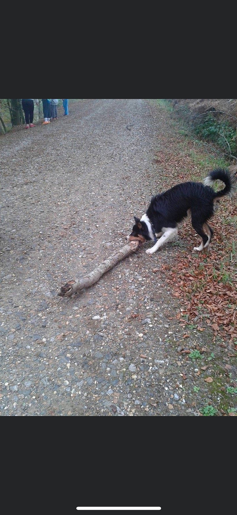 Skalli is registered to the contest to win money with this photo: american_pit_bull_terrier, border_collie, canidae, carnivore, dog, dog_breed, hunting_dog, street_dog, tail, working_dog