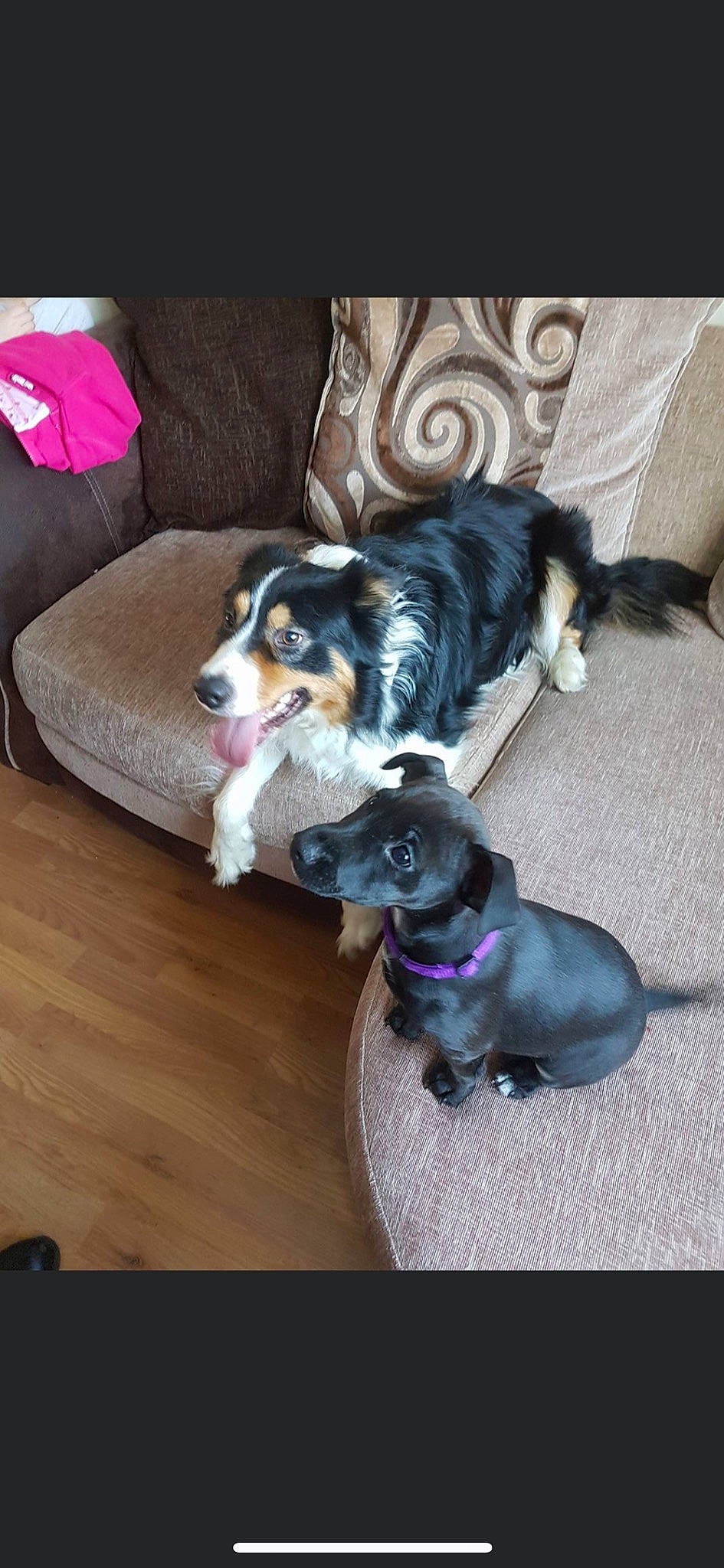 Skalli joined the competition — help win amazing prizes! australian_shepherd, canidae, carnivore, companion_dog, dog, dog_breed, mammal, puppy, sporting_group, vertebrate, working_dog