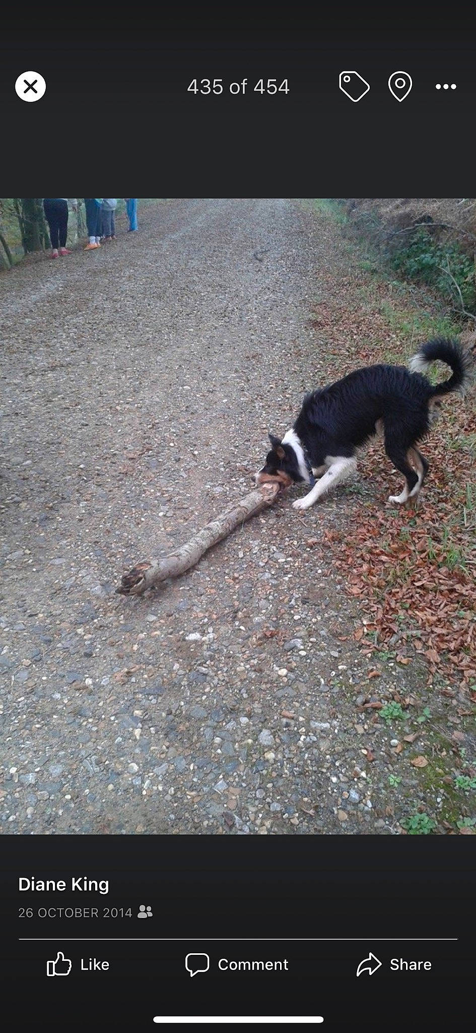 Skalli joined the competition — help win amazing prizes! american_pit_bull_terrier, border_collie, canidae, carnivore, dog, dog_breed, hunting_dog, street_dog, tail, working_dog