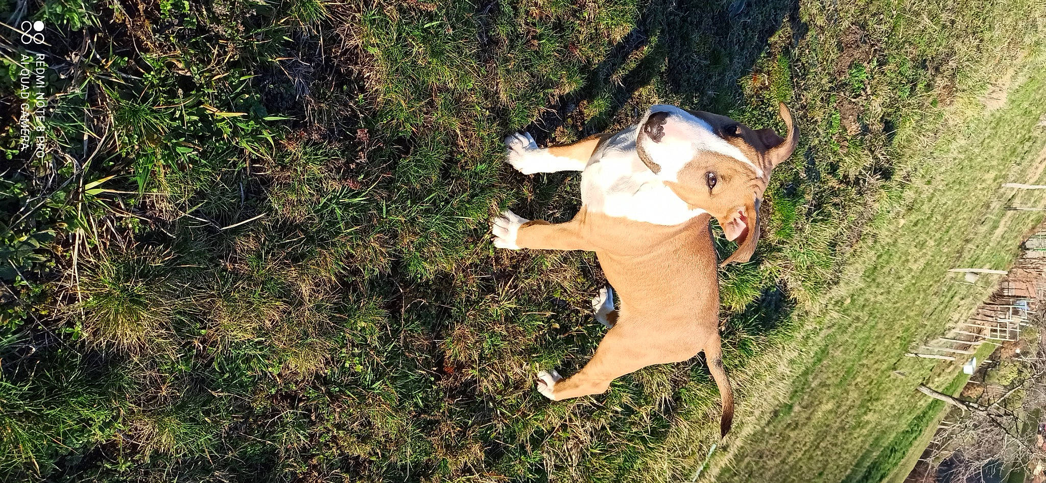Red Guardian a rejoint le concours — aidez-le/la à gagner de superbes lots ! art, companion_dog, dairy_cow, dog_breed, fawn, goats, grass, grass_family, grassland, happy, human_leg, landscape, livestock, people_in_nature, soil, tail, terrestrial_animal, trunk, wood, working_animal