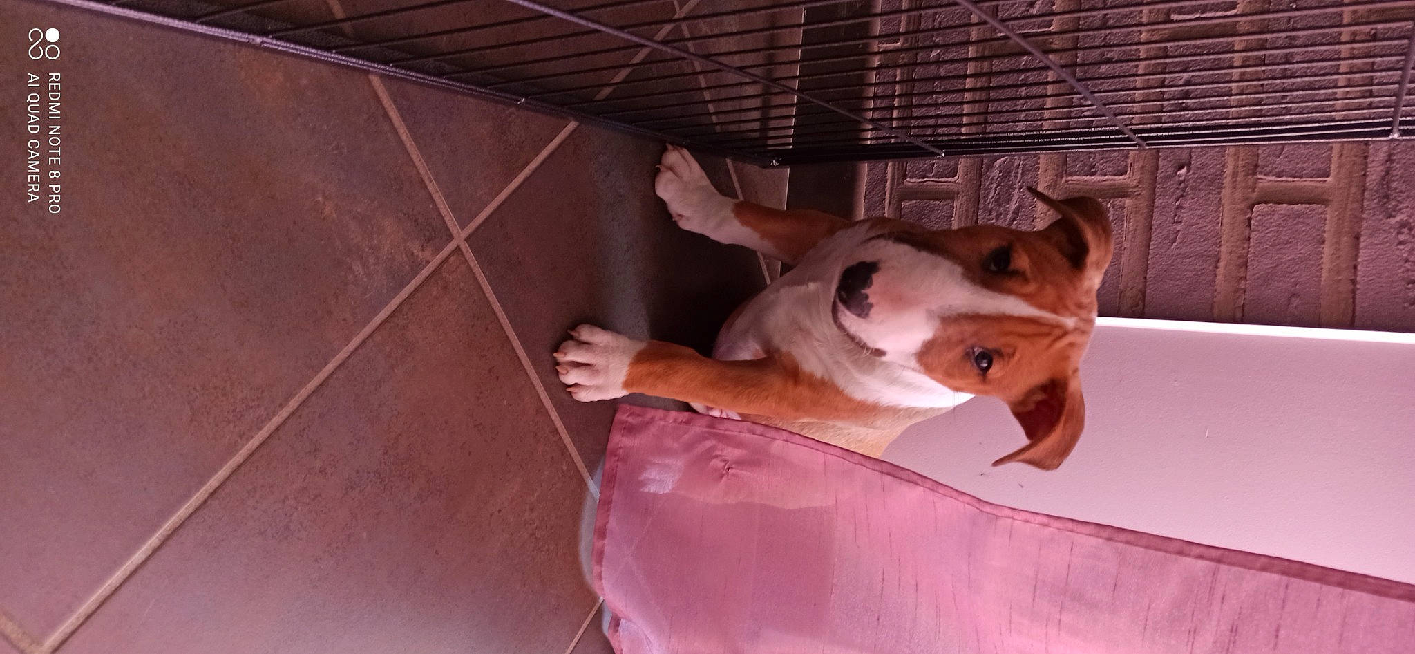 Red Guardian participe au concours pour gagner de l'argent avec cette photo : animal_shelter, basenji, canidae, carnivore, comfort, companion_dog, dog, dog_breed, dog_sports, dog_supply, fawn, felidae, flooring, pet_supply, service, snout, tail, whiskers, wood, working_animal