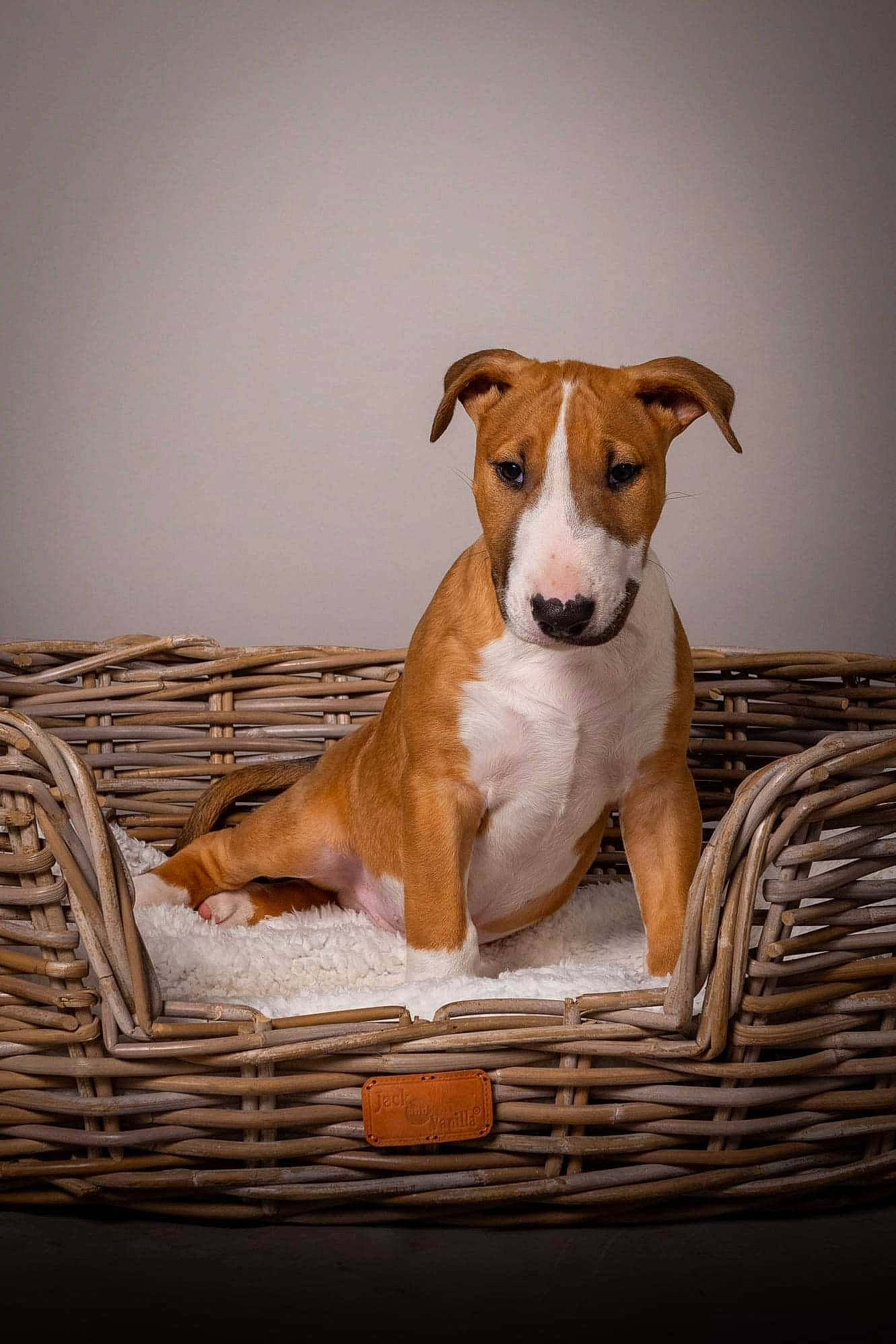 Red Guardian a rejoint le concours — aidez-le/la à gagner de superbes lots ! canidae, carnivore, collar, comfort, companion_dog, dog, dog_breed, dog_supply, hardwood, hunting_dog, linens, non_sporting_group, paw, pet_supply, rectangle, sporting_group, tail, terrestrial_animal, wood, working_animal