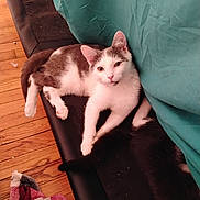 Earl Grey joined the competition — help win amazing prizes! cat, cats, white_cat, gray_cat, black_cat, pet, feline, indoor, wooden_floor, blanket, fabric, resting, lying, curious, home, cozy, animal, fur, cute, companion