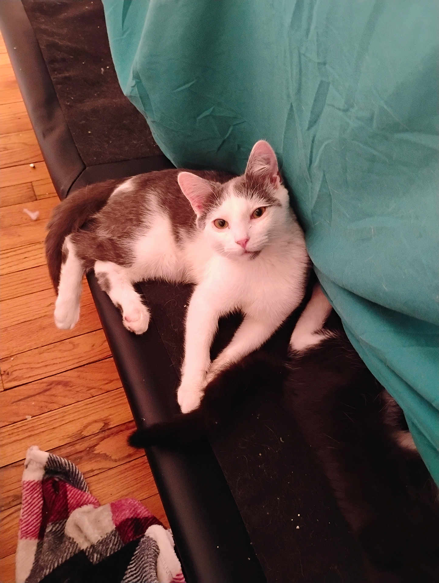 Earl Grey joined the competition — help win amazing prizes! cat, cats, white_cat, gray_cat, black_cat, pet, feline, indoor, wooden_floor, blanket, fabric, resting, lying, curious, home, cozy, animal, fur, cute, companion
