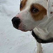 Jasper is registered to the contest to win money with this photo: animal, brown_coat, canine, close_up, collar, curious, dog, ears, focused, fur, muzzle, nature, outdoor, paw, pet, portrait, snout, snow, white_coat, winter