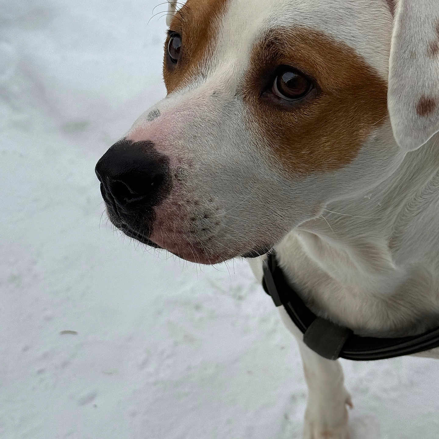 Jasper