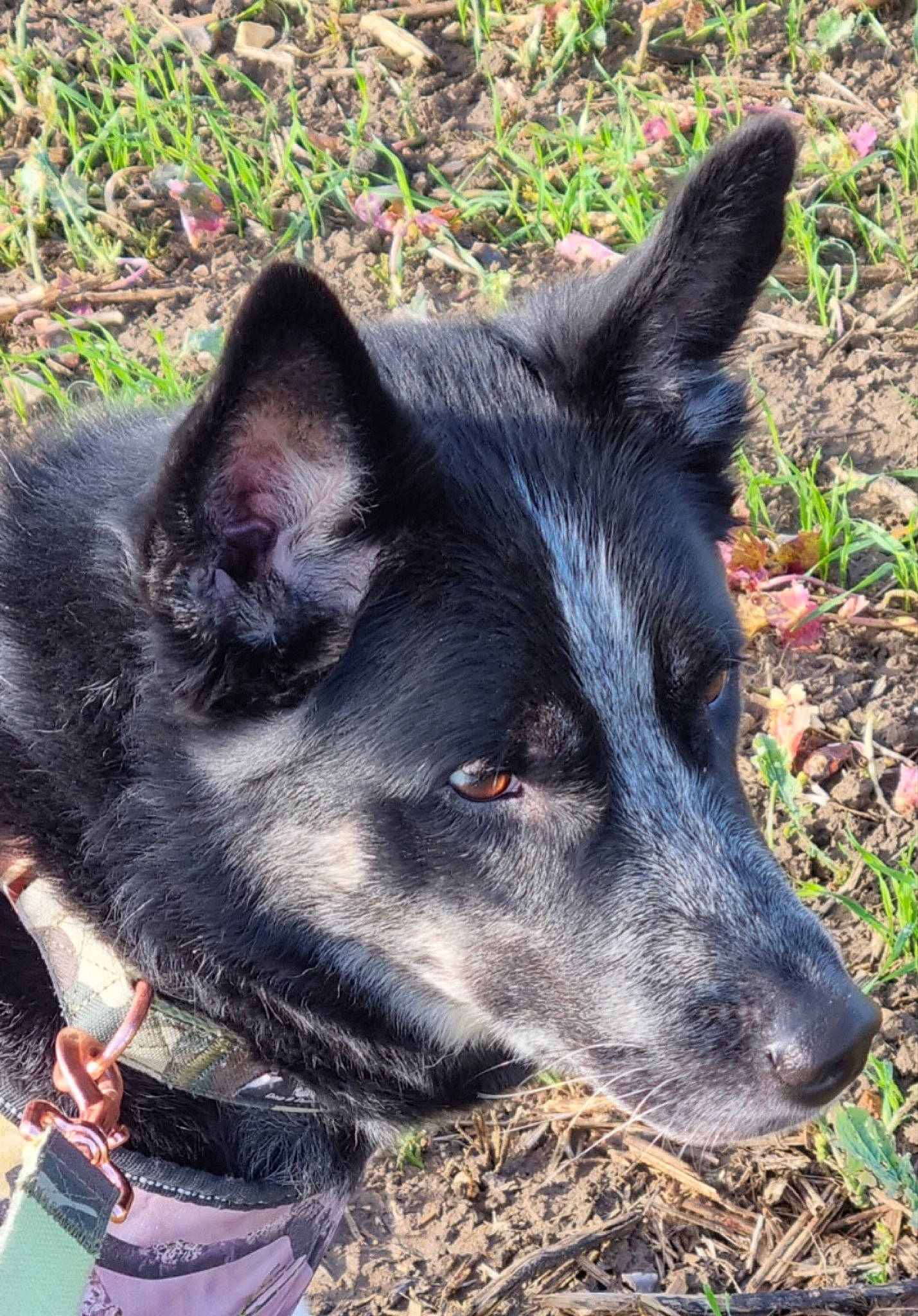 Jagger joined the competition — help win amazing prizes! adventure, black_norwegian_elkhound, canidae, canis, carnivore, collar, companion_dog, dog, dog_breed, dog_collar, fur, grass, herding_dog, leash, non_sporting_group, snout, sporting_group, whiskers, working_animal, working_dog