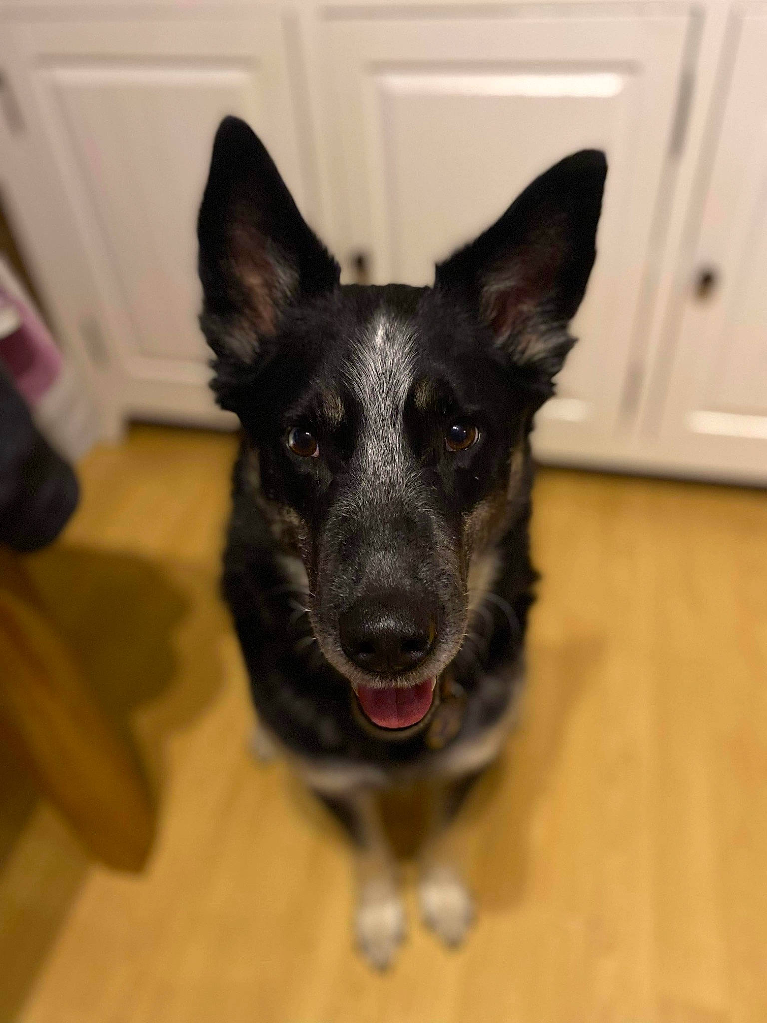 Jagger is registered to the contest to win money with this photo: canidae, carnivore, companion_dog, dog, dog_breed, door, east_european_shepherd, fawn, flooring, fur, german_shepherd_dog, hardwood, herding_dog, snout, sporting_group, terrestrial_animal, whiskers, wood, working_animal, working_dog