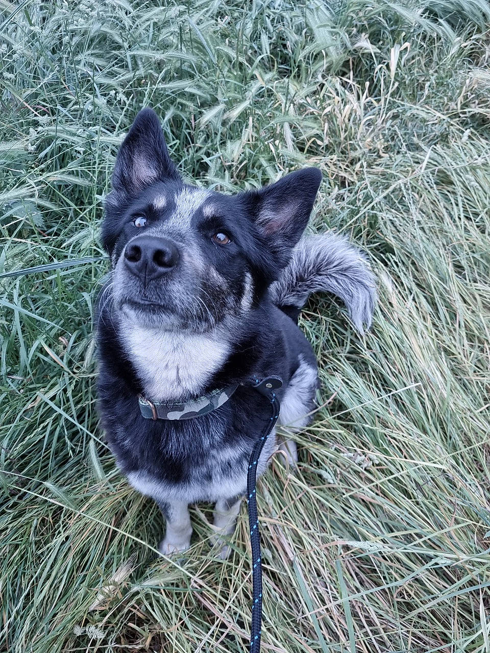 Jagger is registered to the contest to win money with this photo: ancient_dog_breeds, canidae, carnivore, companion_dog, dog, dog_breed, dog_supply, electric_blue, fawn, fur, grass, herding_dog, non_sporting_group, snout, sporting_group, tail, terrestrial_animal, whiskers, working_animal, working_dog