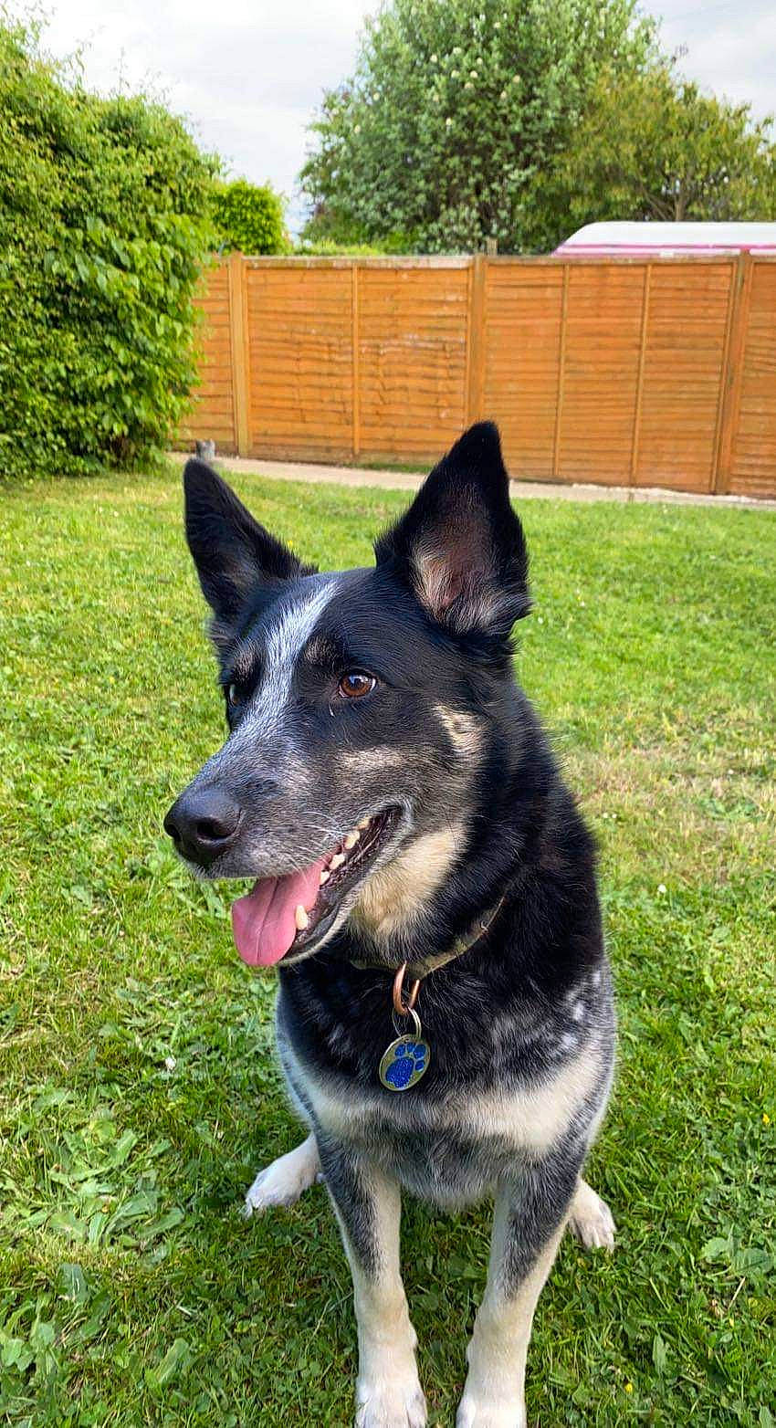 Jagger is registered to the contest to win money with this photo: canidae, carnivore, collar, companion_dog, dog, dog_breed, dog_supply, fur, grass, herding_dog, non_sporting_group, pet_supply, plant, snout, sporting_group, tail, tree, window, working_animal, working_dog