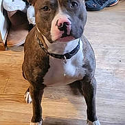 Banner joined the competition — help win amazing prizes! dog, pit_bull, indoor, wooden_floor, shoes, collar, pet, sitting, brown, white, floor, paw, looking, curious, animal, domestic_animal, canine, portrait, household, mammal