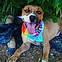 Angus joined the competition — help win amazing prizes! dog, tongue_out, tie_dye_bandana, happy, outdoor, leafy, greenery, lying_down, brown_fur, smiling, close_up, nature, pet, canine, summer, shade, playful, friendly, animal, tongue