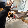 Angus joined the competition — help win amazing prizes! dog, bed, human_hand, high_five, orange_collar, brown_dog, white_bedspread, bedroom, door, papers, wall, relaxed, playful, lying_down, pet, indoor, furniture, animal, interaction, casual