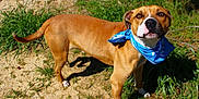 Angus joined the competition — help win amazing prizes! dog, brown_dog, bandana, blue_bandana, outdoor, grass, dirt, pet, animal, canine, sunlight, alert, standing, snout, ears, tail, four_legs, nature, daytime, closeup