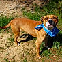 dog, brown_dog, bandana, blue_bandana, outdoor, grass, dirt, pet, animal, canine, sunlight, alert, standing, snout, ears, tail, four_legs, nature, daytime, closeup