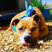 Angus is registered to the contest to win money with this photo: dog, brown_dog, blue_bandana, outdoor, wood_chips, grass, doghouse, sunlight, pet, animal, canine, lying_down, close_up, face, ears, snout, nature, daylight, expression, fur