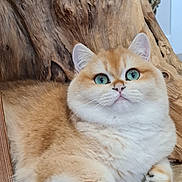 Mogway participe au concours pour gagner de l'argent avec cette photo : animal, blue_eyes, cat, close_up, cute, domestic_cat, driftwood, ears, feline, fluffy, indoor, lying_down, natural_light, orange_and_white, paws, pet, portrait, relaxed, whiskers, wood_floor
