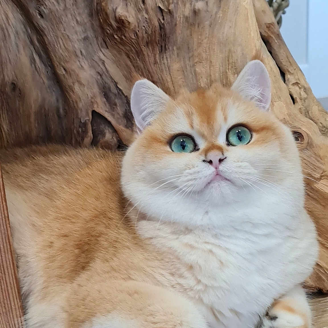 Mogway