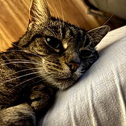 Tuna Juice is registered to the contest to win money with this photo: cat, tabby, close_up, resting, cushion, whiskers, fur, ear, nose, paw, indoor, wood_floor, relaxation, sleepy, pet, animal, face, cozy, detail, portrait