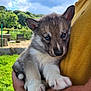 puppy, dog, blue_eyes, fur, person, arm, yellow_shirt, outdoor, grass, sky, clouds, tree, fence, holding, cute, pet, animal, nature, closeup, snuggling