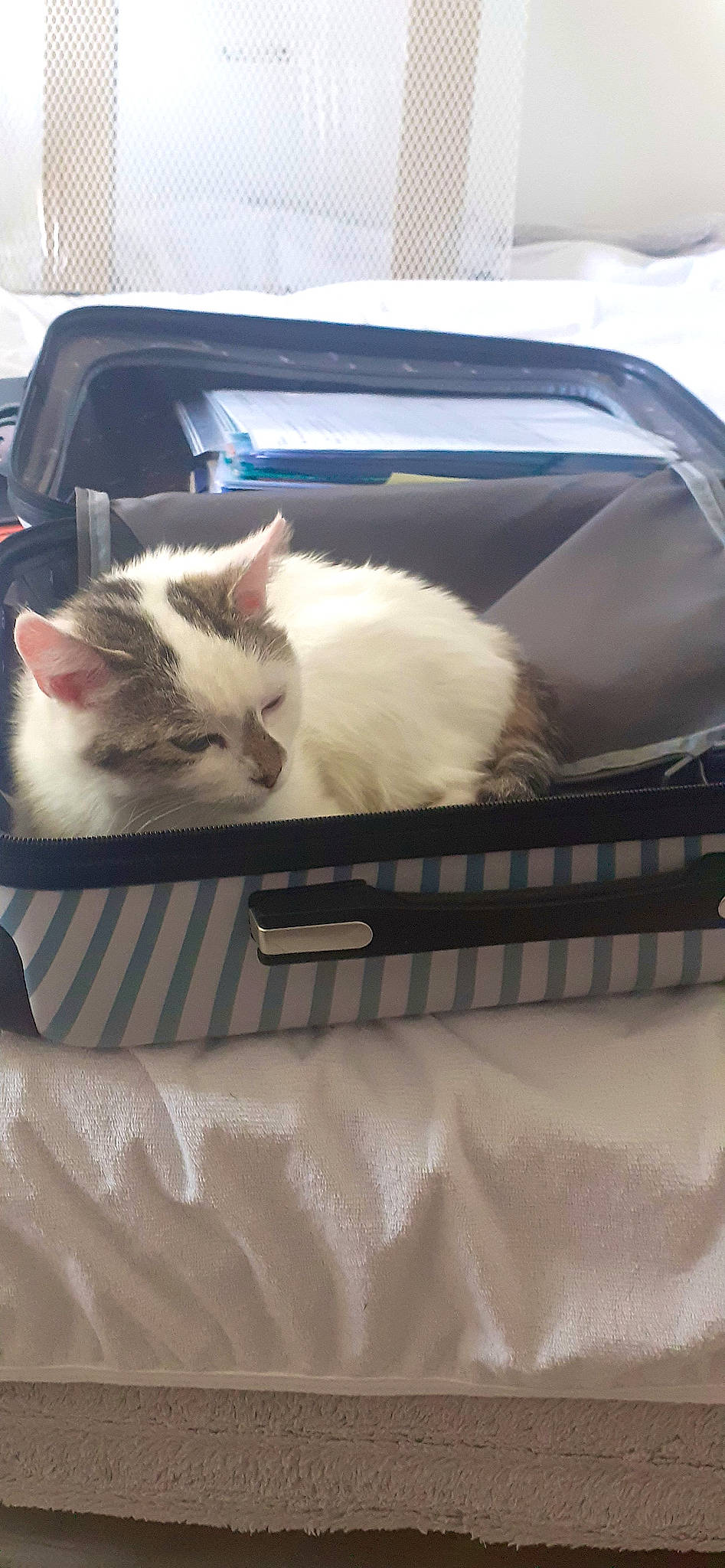 Guizmo participe au concours pour gagner de l'argent avec cette photo : bag, box, carnivore, cat, comfort, felidae, fur, luggage_and_bags, metal, rectangle, small_to_medium_sized_cats, tail, whiskers