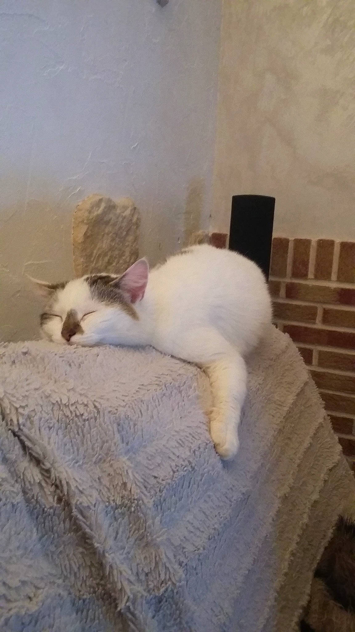 Guizmo a rejoint le concours — aidez-le/la à gagner de superbes lots ! carnivore, cat, chair, comfort, domestic_short_haired_cat, duvet, felidae, floor, flooring, fur, grey, hardwood, linens, nap, paw, room, small_to_medium_sized_cats, tail, whiskers, wood