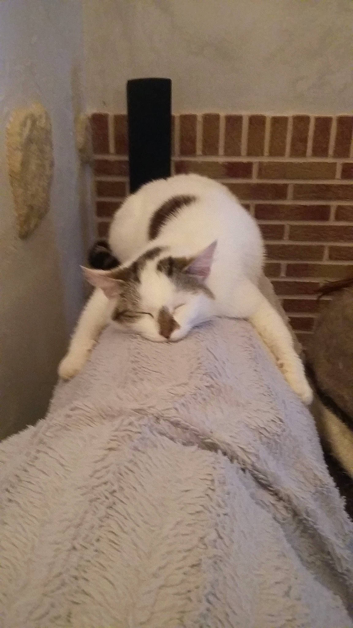 Guizmo participe au concours pour gagner de l'argent avec cette photo : carnivore, cat, claw, comfort, dog_breed, domestic_short_haired_cat, fawn, felidae, flooring, fur, hardwood, linens, nap, paw, small_to_medium_sized_cats, snout, tail, terrestrial_animal, whiskers, wood