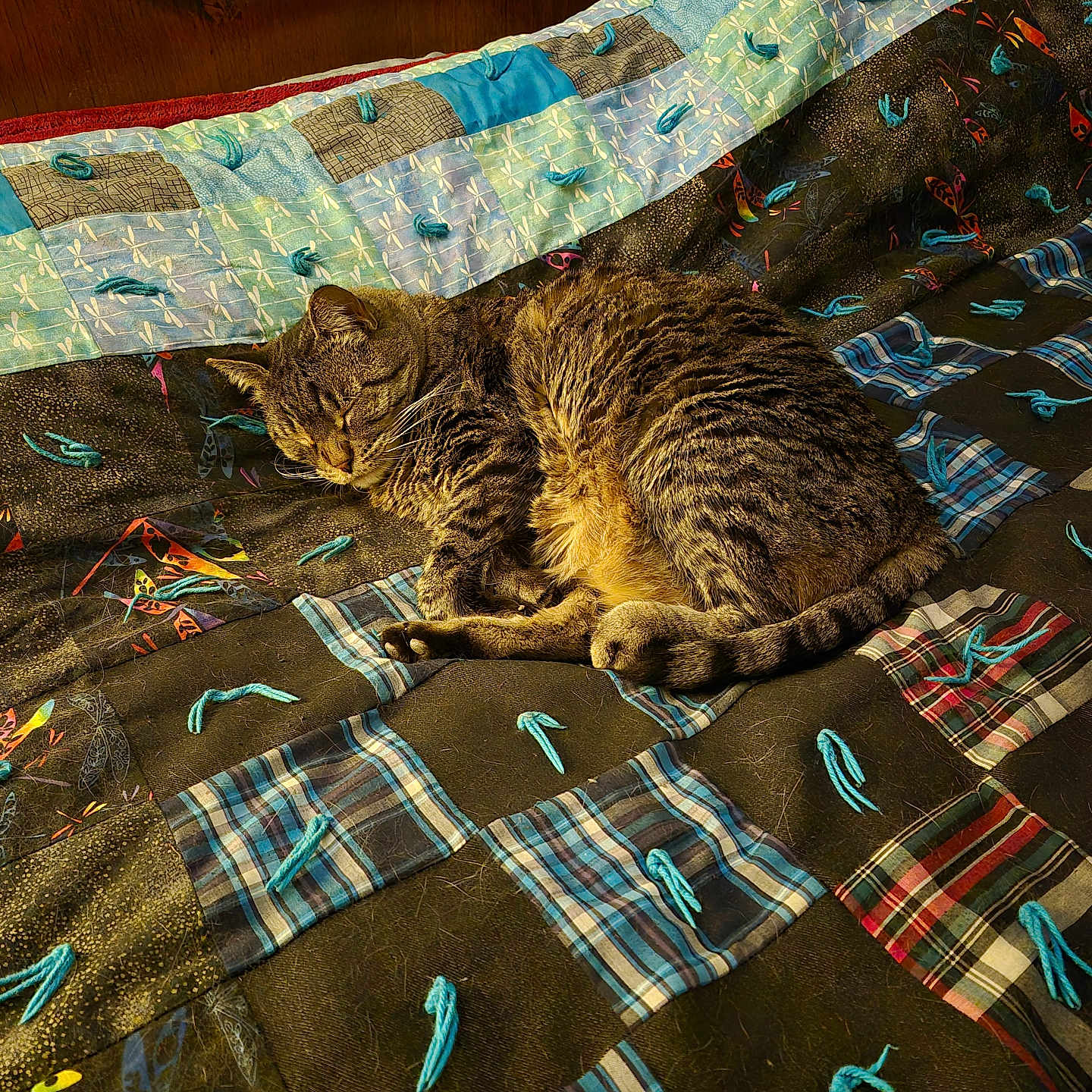 Sassy is registered to the contest to win money with this photo: animal, blue, cat, comfort, cozy, cute, fabric, fur, home, indoor, nap, pattern, pet, plaid, quilt, relaxation, resting, sleeping, tabby, texture